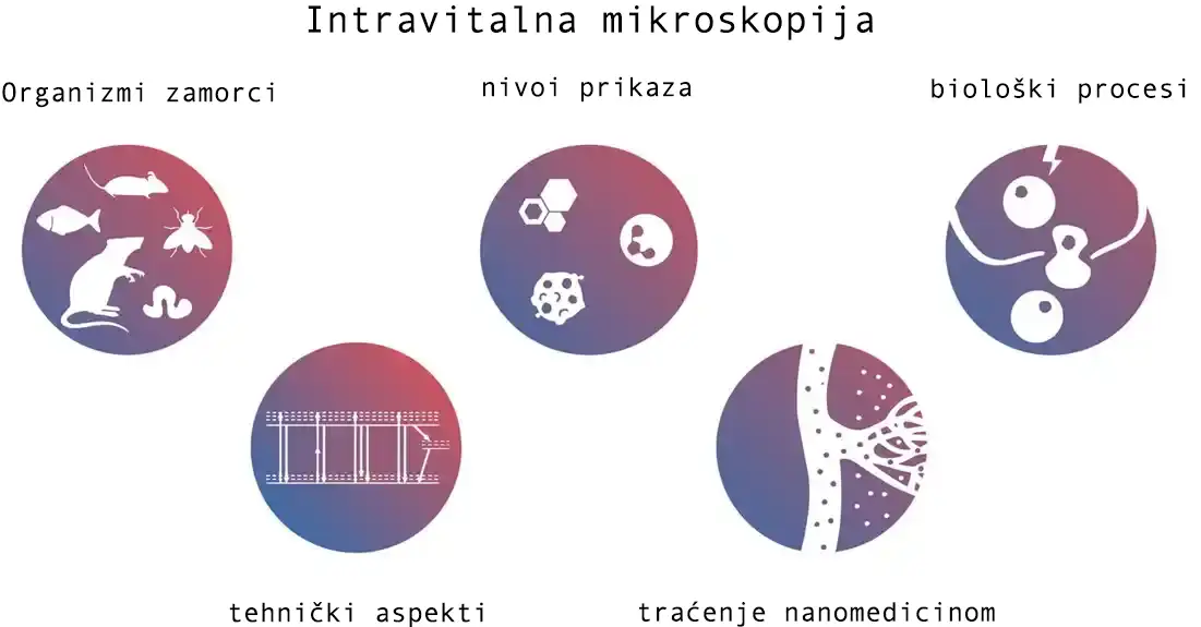 Nanomedicina: Korišćenje imunih ćelija pacijenta za sprečavanje širenja raka