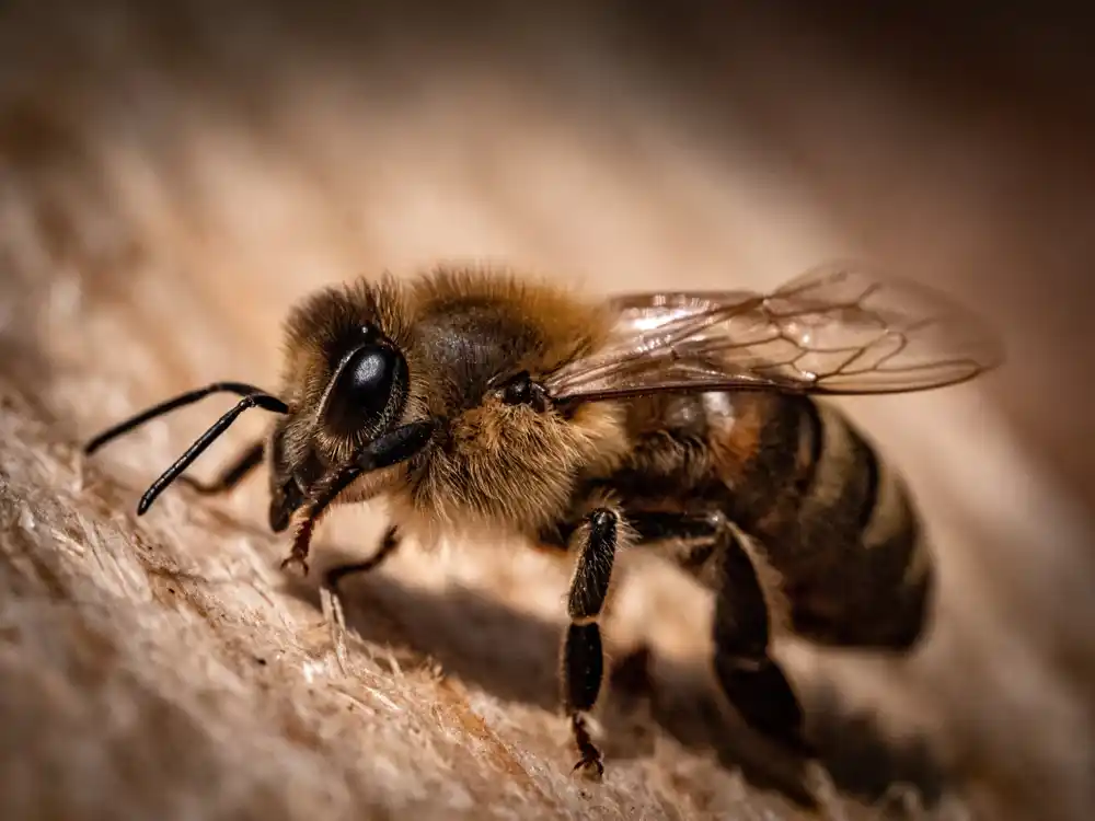 Unapređenje anketa i drugih istraživanja, entomolozi proučavaju kako boje privlače divlje pčele