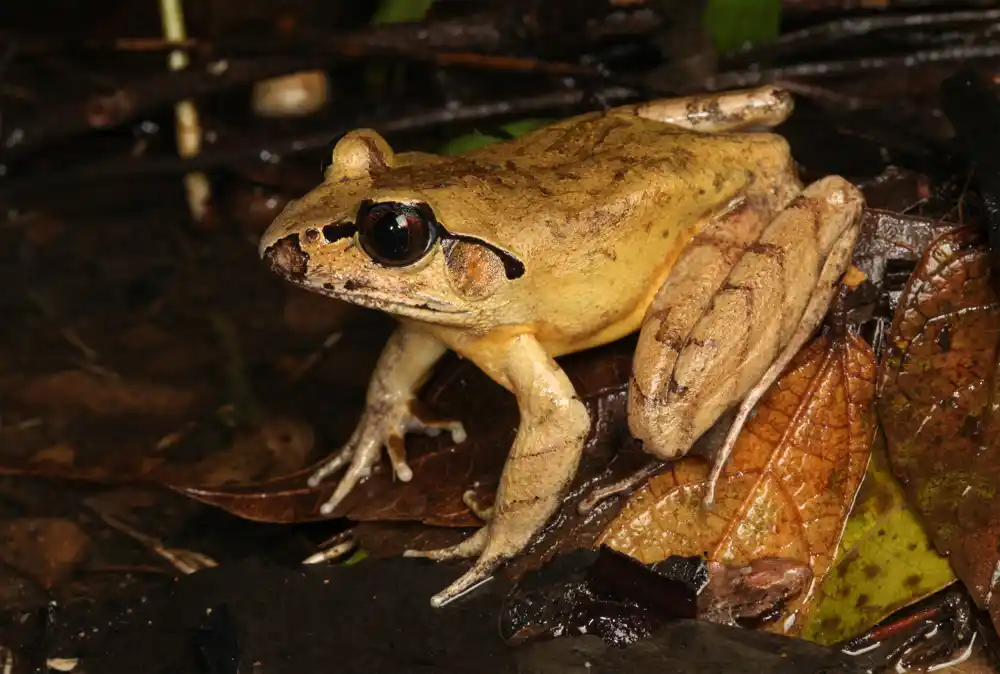 Nova vrsta žaba otkrivena u Australiji je možda već ugrožena