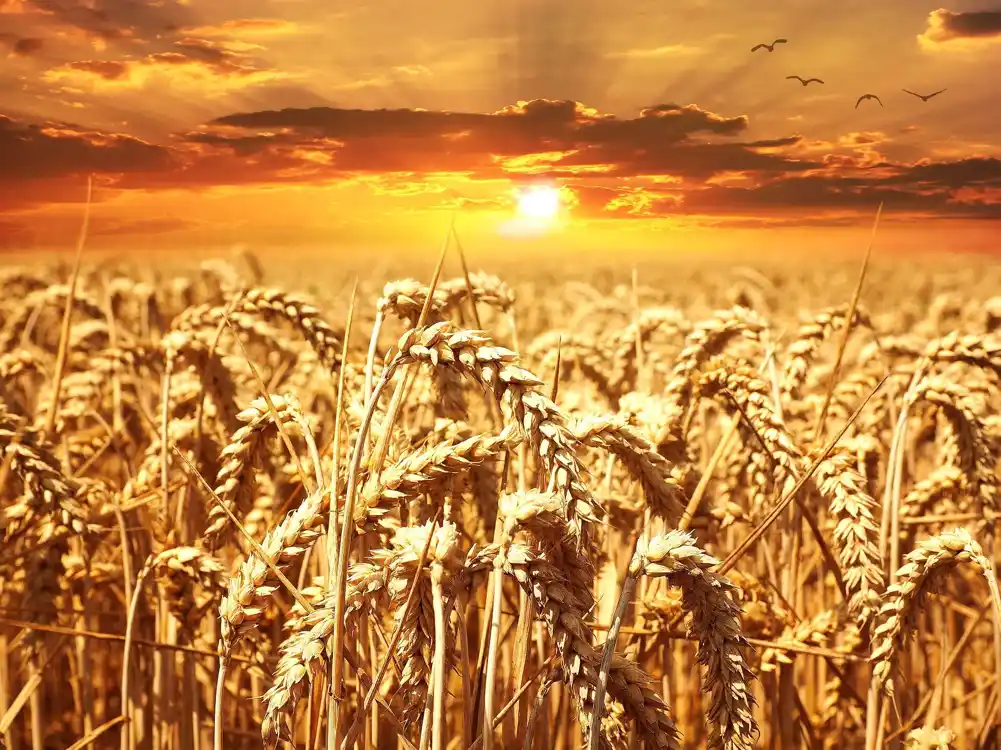 Istraživanje sugeriše da bi usevi pšenice mogli biti ugroženi vrućinom i sušom bez presedana