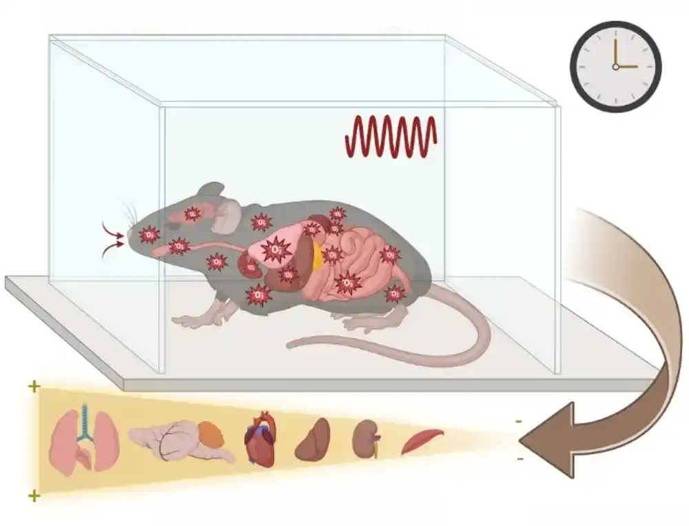 Opstruktivna apneja u snu remeti aktivnost gena kod miševa