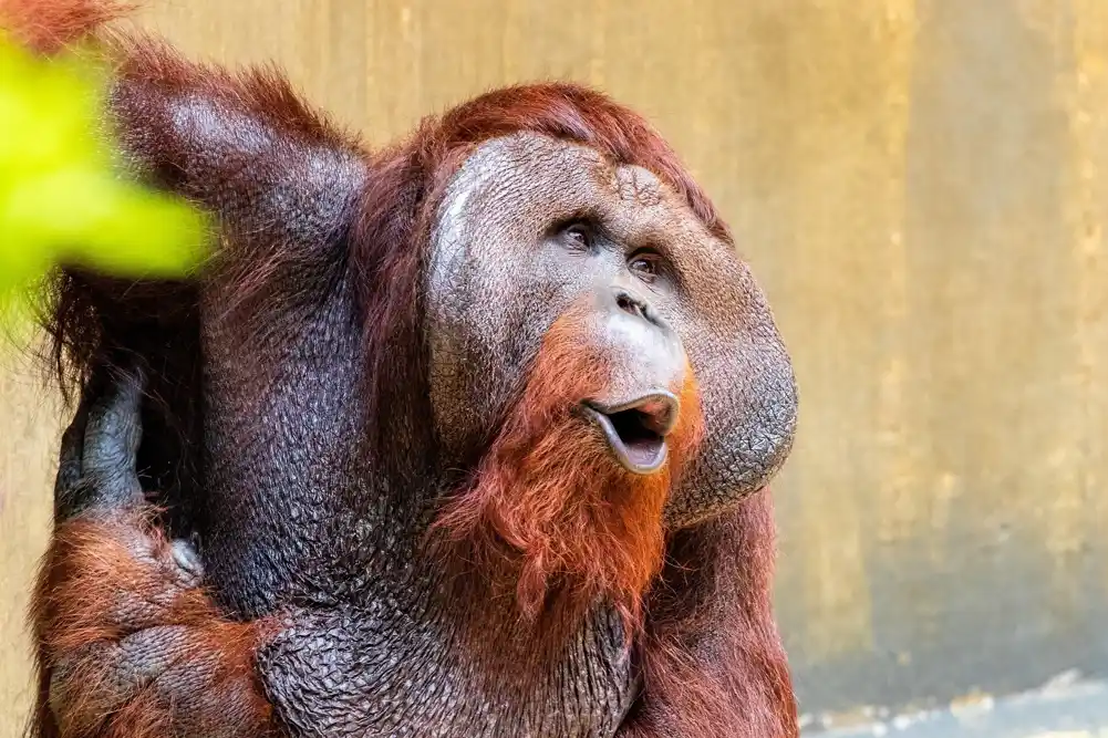 Orangutani mogu da ispuštaju dva zvuka u isto vreme, slično ljudskom bitboksu