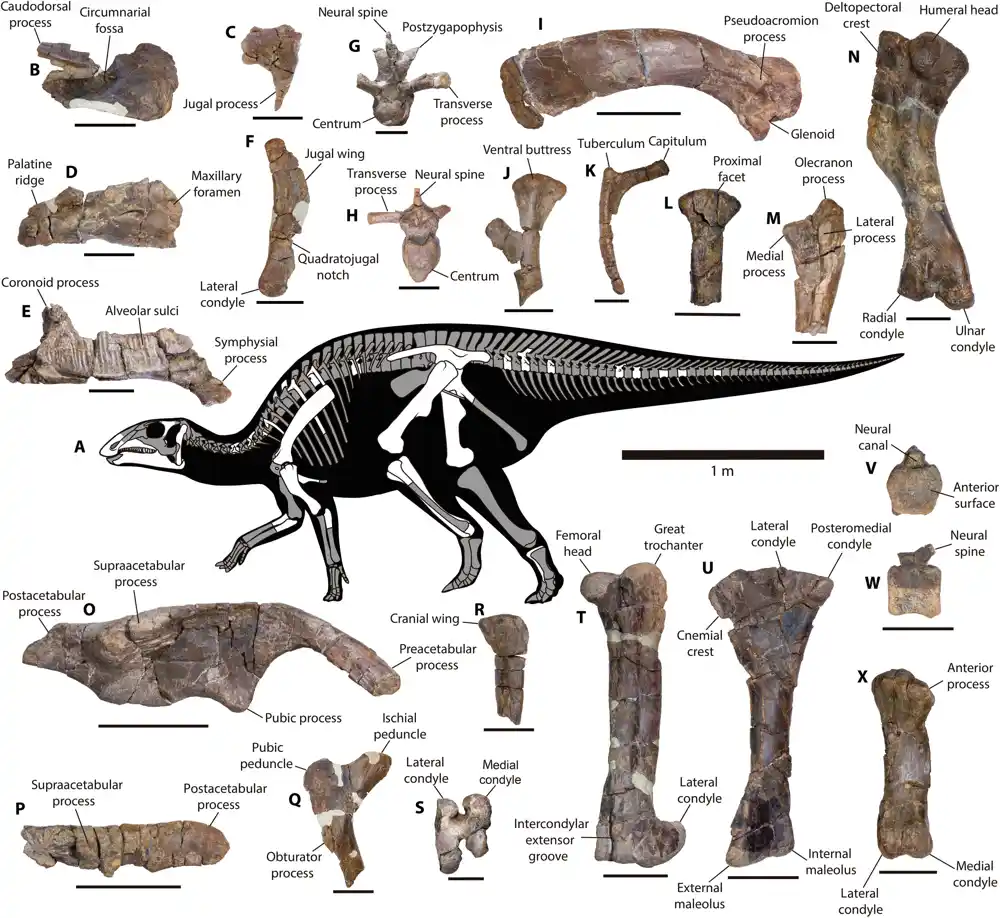 Ostaci nove vrste dinosaurusa s pačjim kljunom pronađeni u Čileu