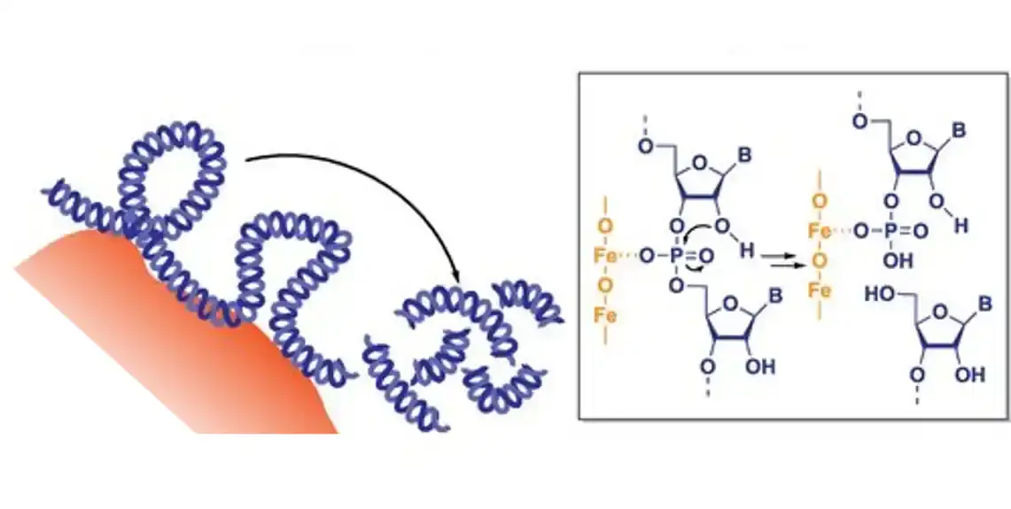 Otkriven novi put za razgradnju RNK u sredinama bogatim gvožđem