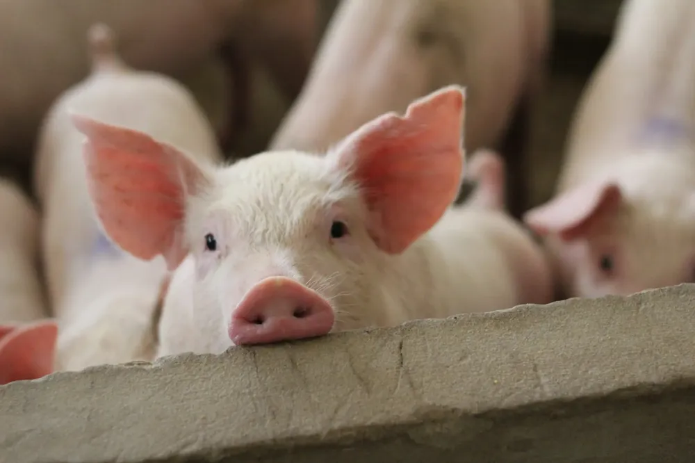 Afrička kuga svinja potvrđena na više od 1.300 gazdinstava širom Srbije