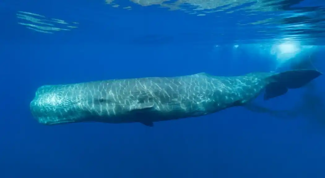 Priče o tome da kitovi pomažu u borbi protiv klimatskih promena su preterane