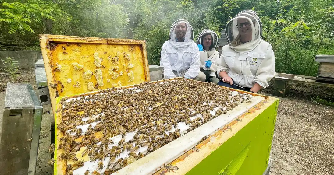 Probiotici pozitivno utiču na zdravlje pčela, pokazuje studija