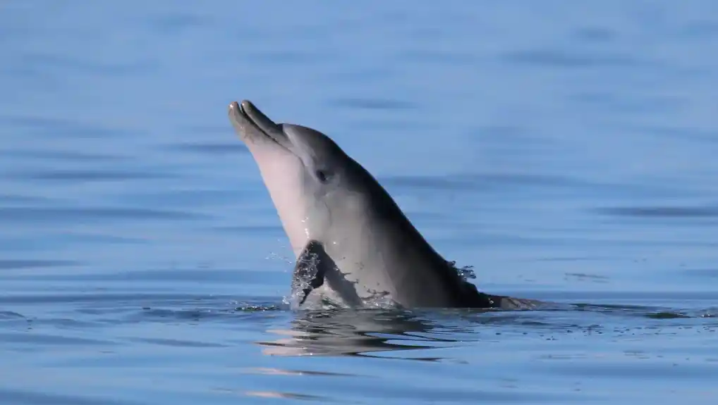 Masovno uginuće više od stotinu delfina u Brazilu zbog ekstremnih temperatura i suše