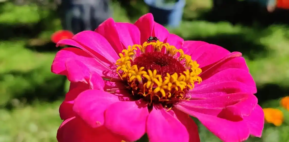 Prvo cveće na svetu oprašili su insekti, kaže nova studija