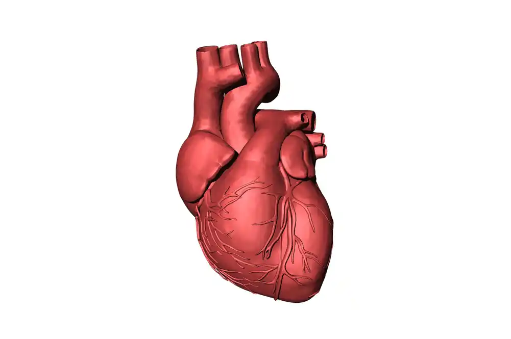 Po prvi put registrovan spontani oporavak srčane insuficijencije, pokazuje studija