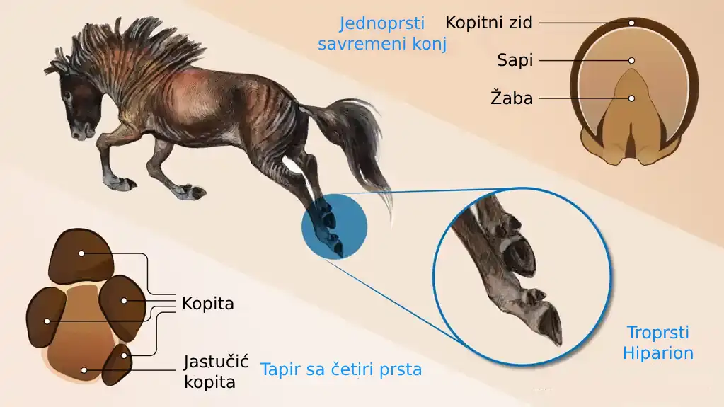 Savremeni konji su izgubili dodatne prste, potvrđuju naučnici