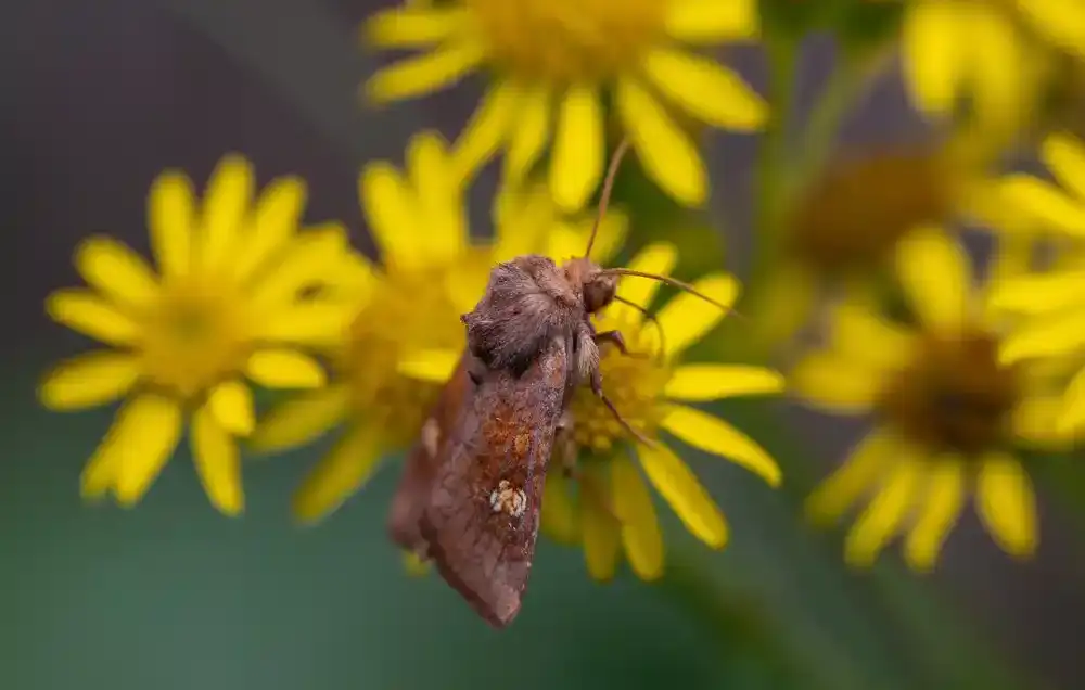 Spasavanje moljaca može biti jednako važno kao i spasavanje pčela