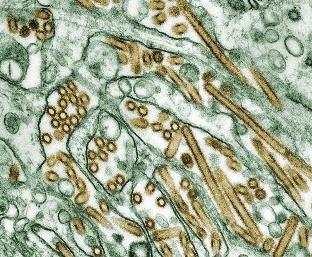 Stručnjaci upozoravaju da se virus ptičjeg gripa brzo menja u najvećoj epidemiji ikada