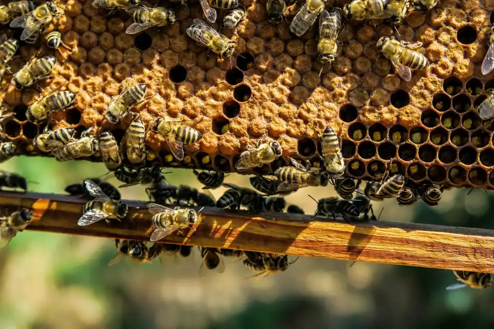 Studija otkriva da je struktura gnezda medonosnih pčela iznenađujuće prilagodljiva i otporna