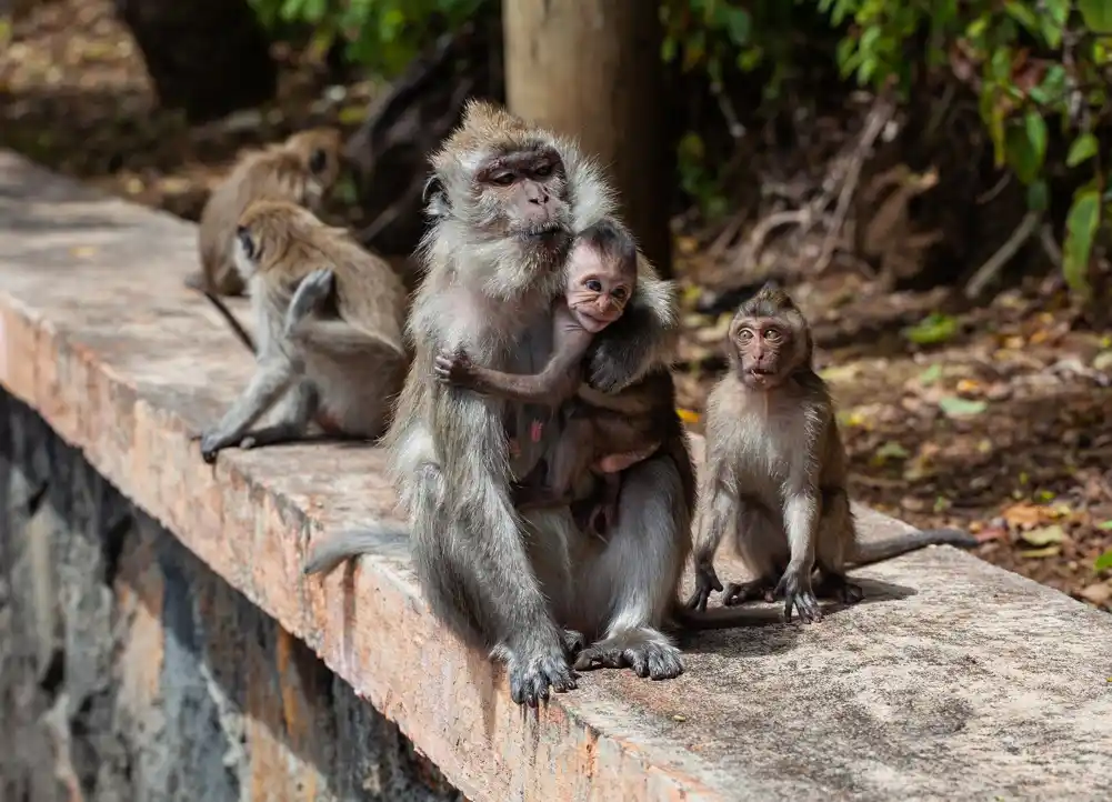 Studija otkriva da socijalno tolerantni majmuni imaju bolju kontrolu impulsa
