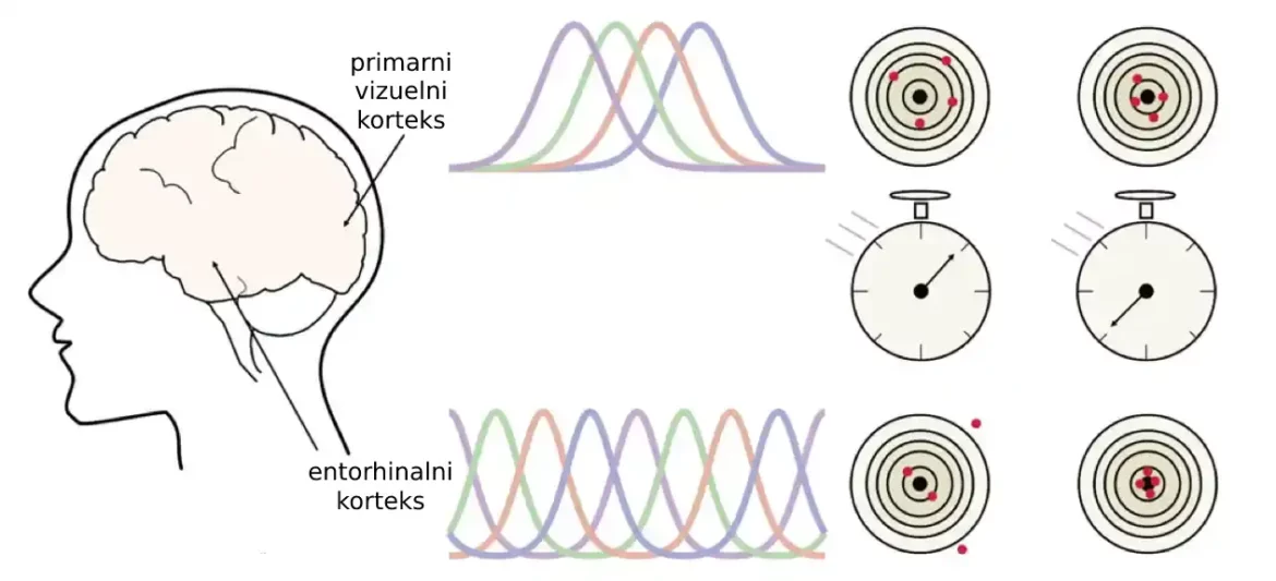 U početnoj senzornoj percepciji, čini se da neuroni favorizuju brzinu nego tačnost