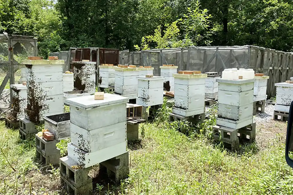 Varoa grinje i virus deformisanih krila čine pčele podložnijim insekticidima