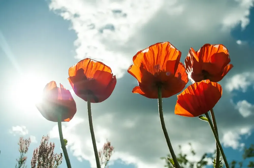 Danas sunčano i veoma toplo, uveče kiša – temperatura do 36 stepeni