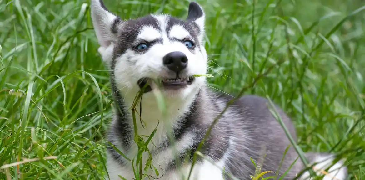 Zašto psi jedu travu i kada to nije bezbedno za njih