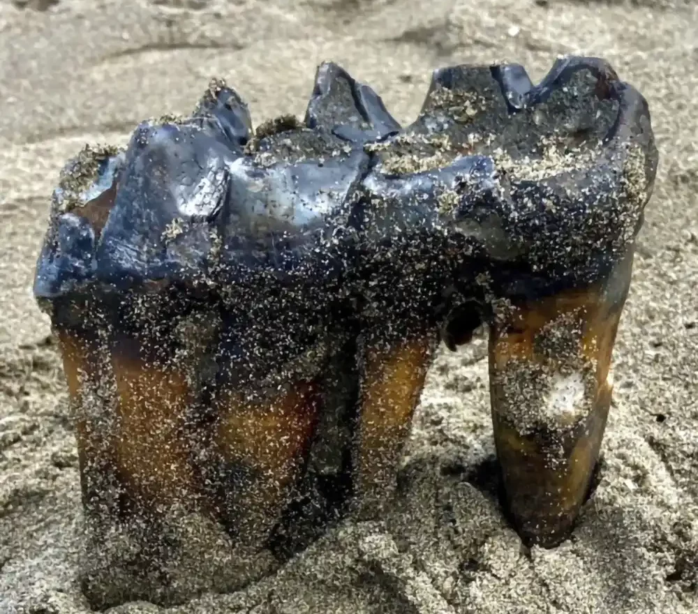 Na kalifornijskoj plaži pronađen drevni zub mastodonta