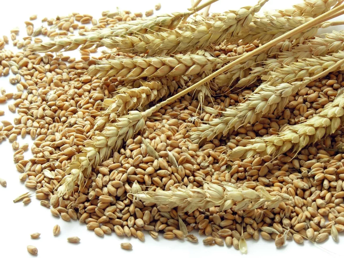 Novosadska berza: Cena pšenice 20, 5 dinara, kukuruza 17,47 dinara