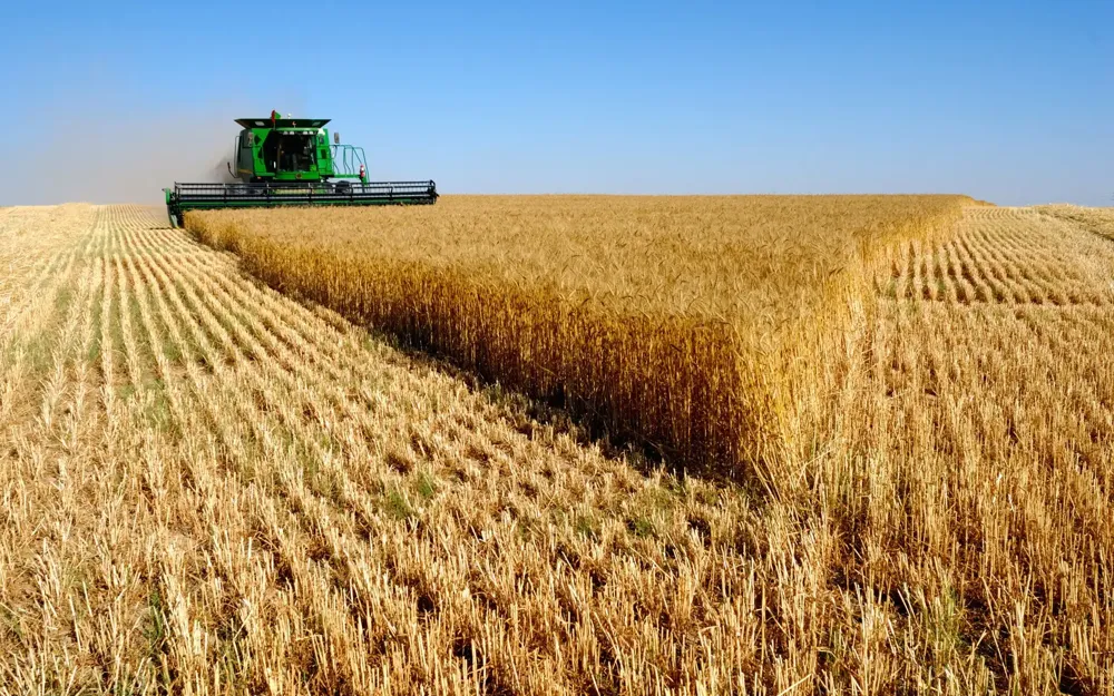 Novosadska berza: Cena pšenice 22,8 dinara, kukuruza 20,5 dinara