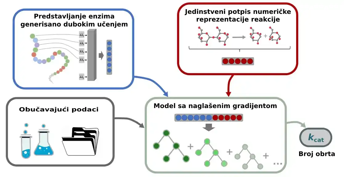 AI alat predviđa brzinu rada enzima