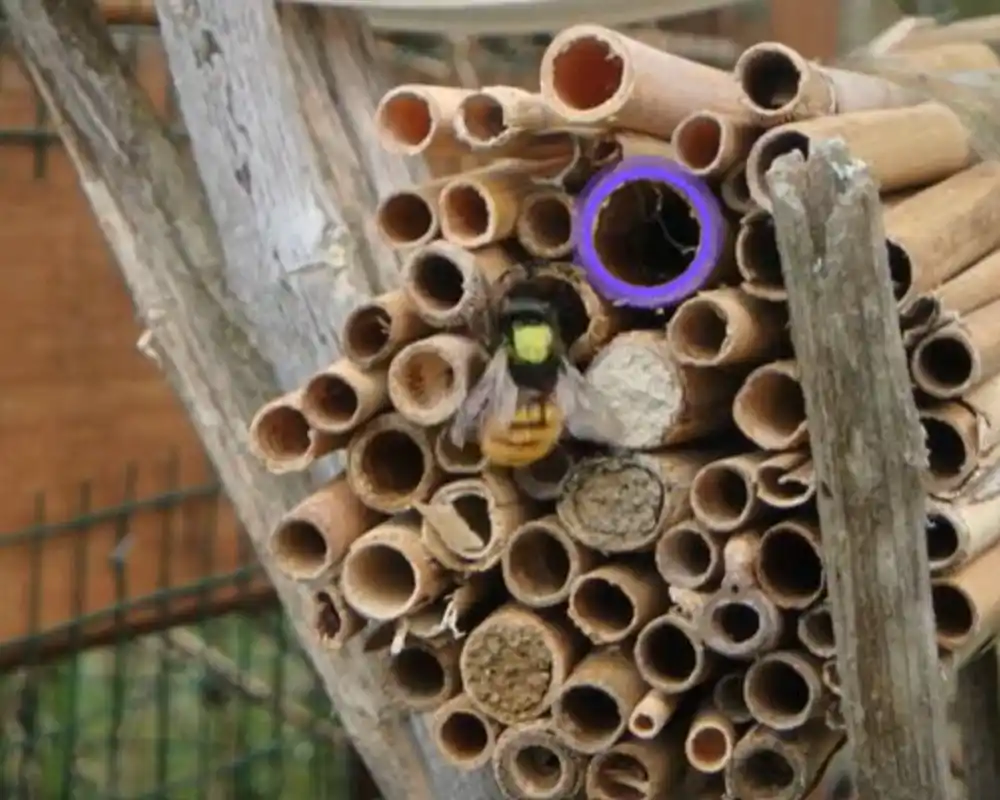 Biolozi istražuju kako pčele identifikuju svoja gnezda