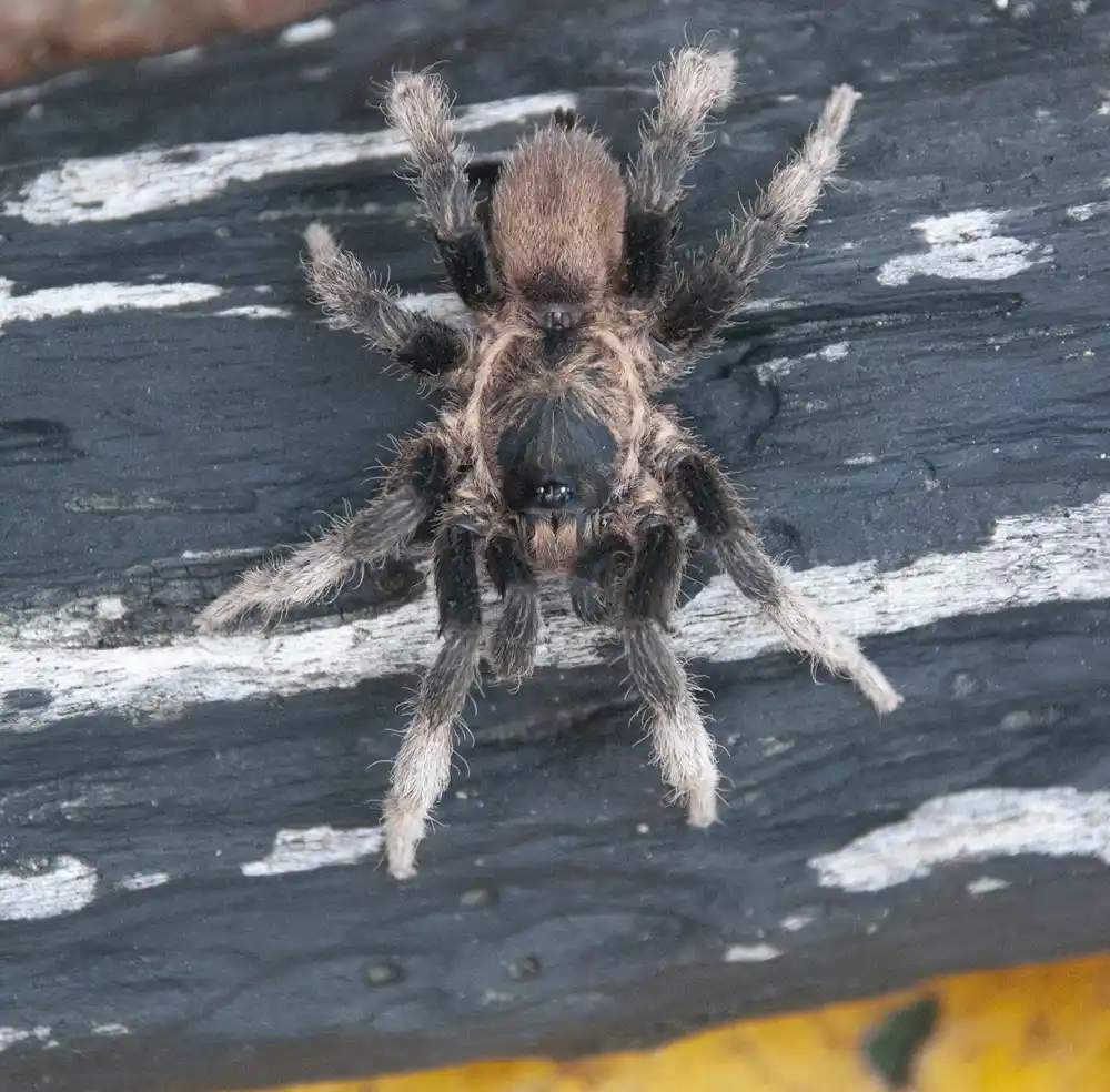 Ekspedicija otkriva četiri nove vrste tarantule u Kolumbiji