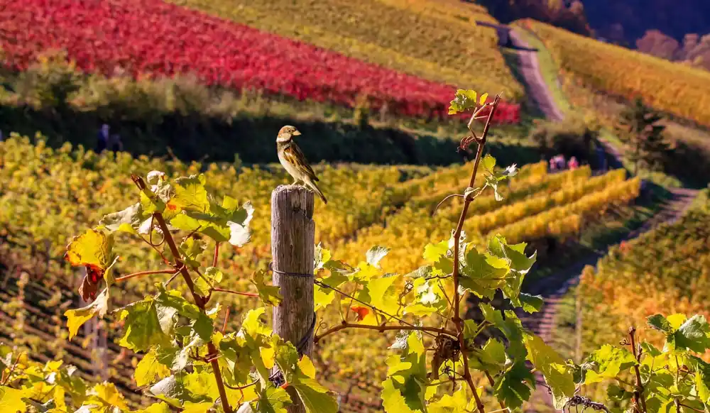 Istraživanja pokazuju da fungicidi za vinograde predstavljaju pretnju opstanku divljih ptica