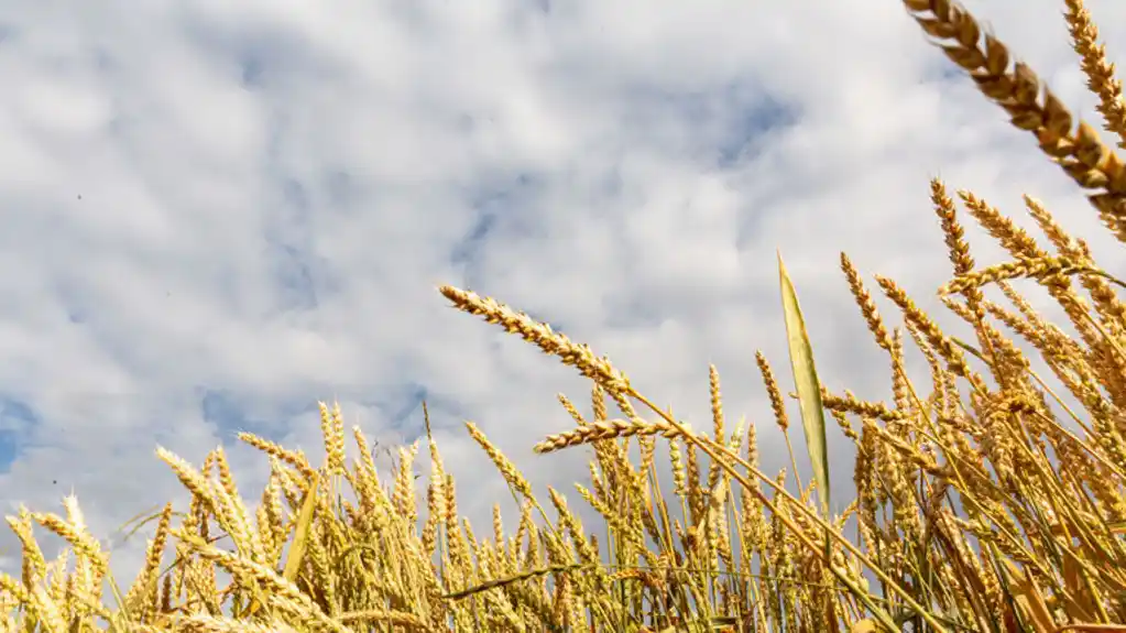 MMF upozorava na nagli rast cena žitarica