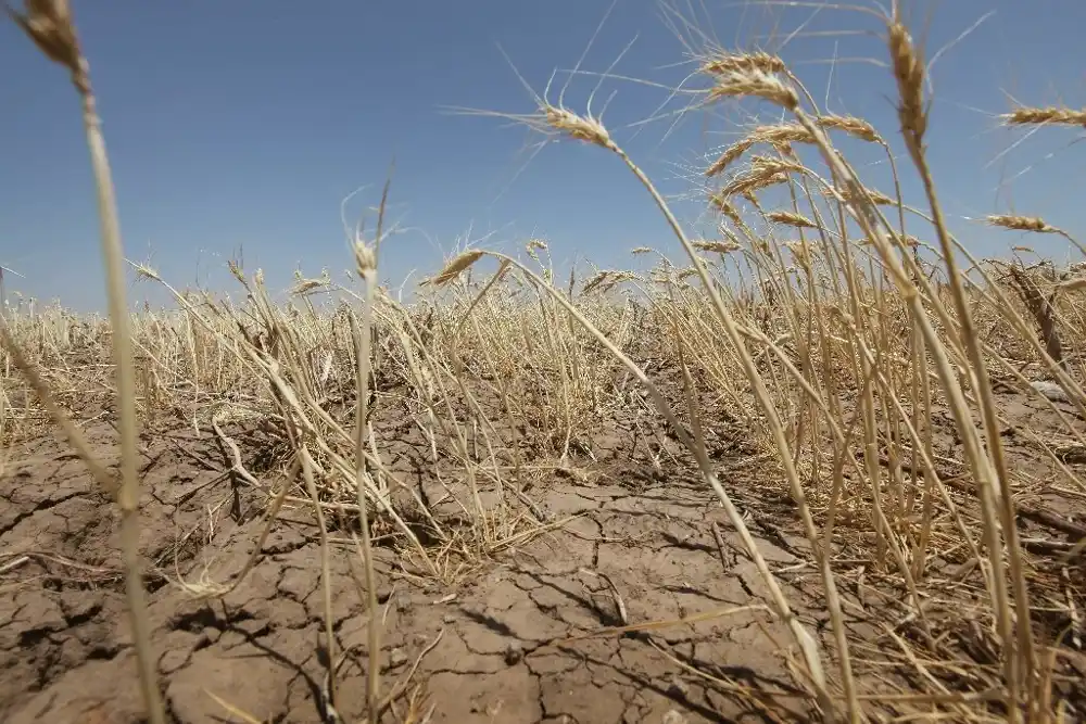 Možda potcenjujemo klimatski rizik za useve, kažu naučnici