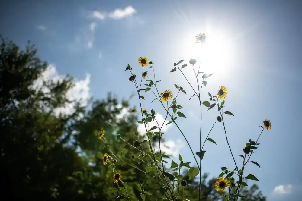 Najmanje 13 poginulih u ekstremnim toplotnim talasima u SAD