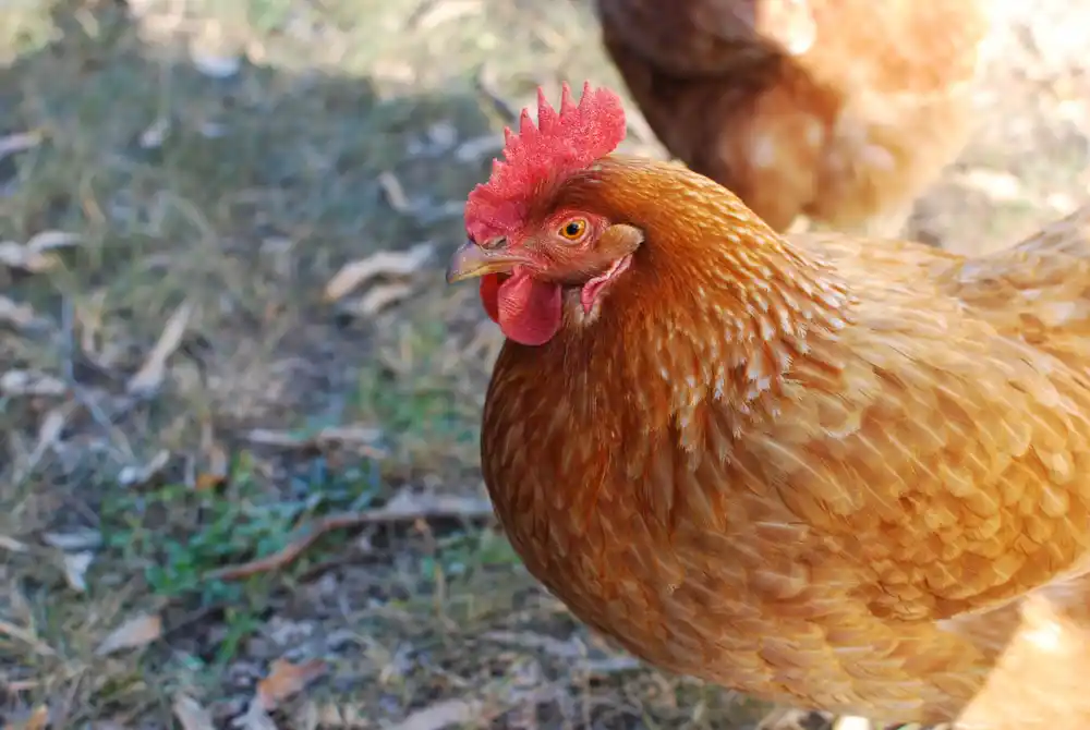 Novi tretman za borbu protiv infekcija otpornih na antibiotike kod pilića