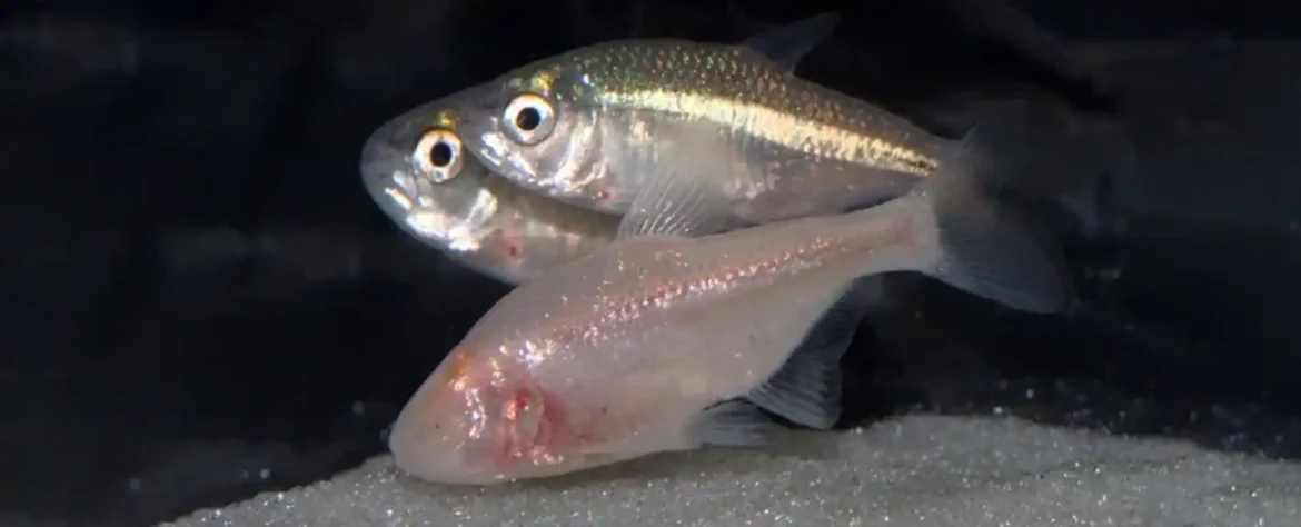 Slepa riba živi u tami, ali nekako i dalje može da percipira svetlost