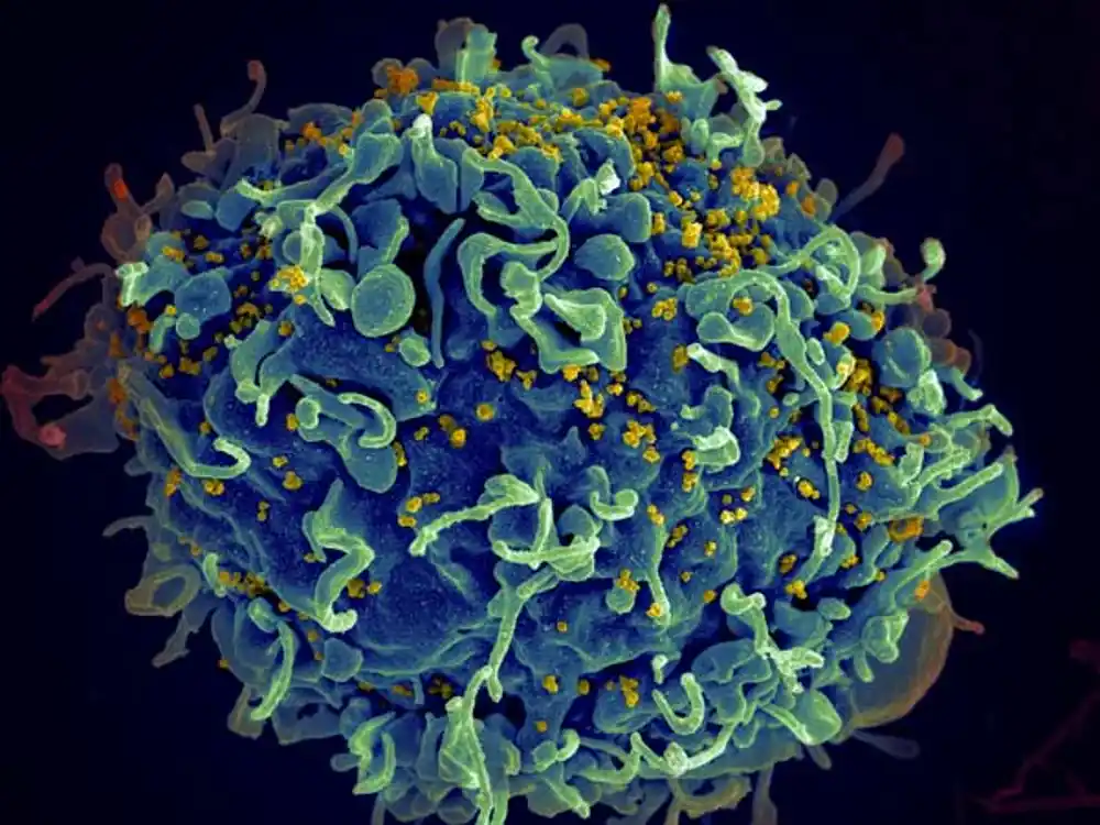 Pitova studija ukazuje na nove mogućnosti za lečenje HIV-a