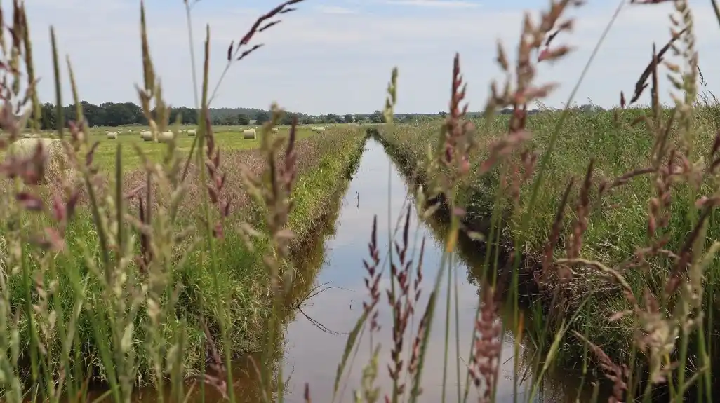 Ponovno vlaženje nemačkih močvara da bi se ublažio uticaj klimatskih promena