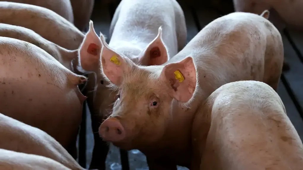 Vlada angažuje MUP i Vojsku Srbije u borbi protiv Afričke kuge svinja