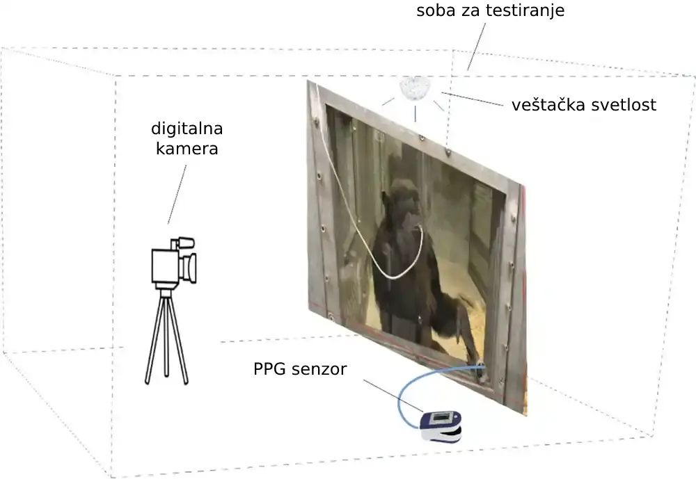 Provera srca šimpanze digitalnom kamerom može pomoći u suzbijanju kardiovaskularnih bolesti