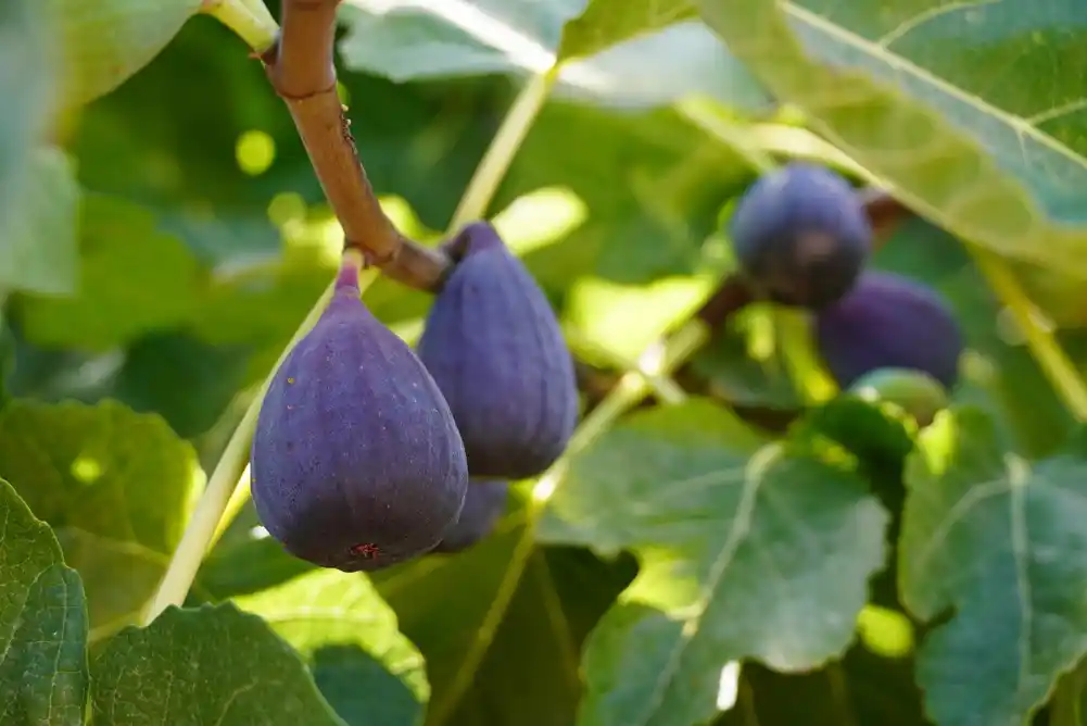 Razotkrivanje zamršene evolucije smokava