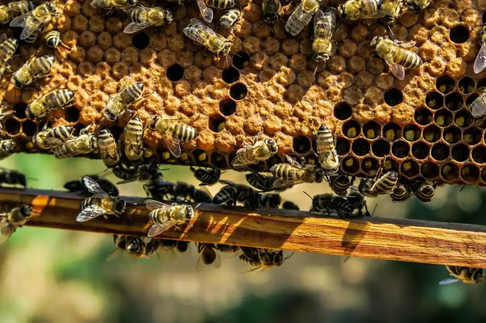 Neinvazivno otkrivanje sićušnih pčelinjih parazita Varoa vibracionim merenjima hoda