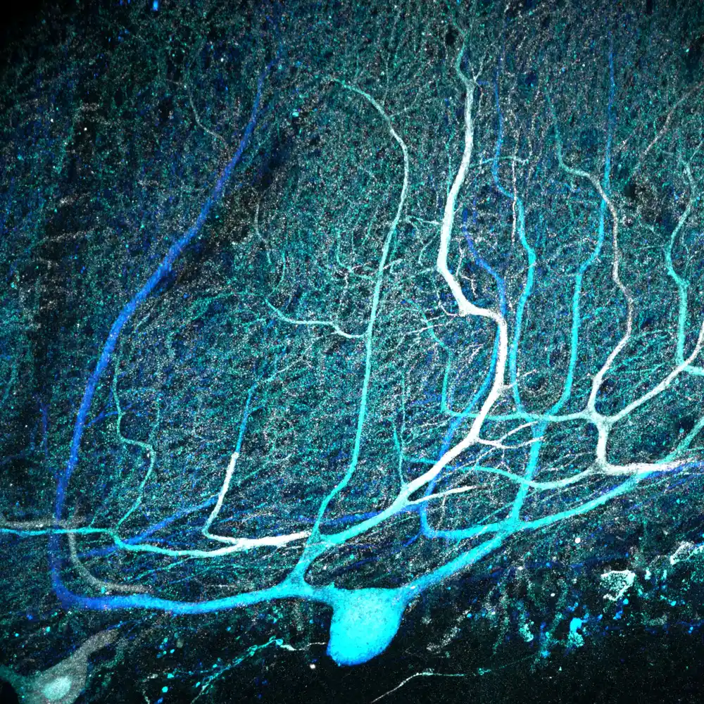 Složene veze moždanih ćelija u malom mozgu češće nego što se veruje