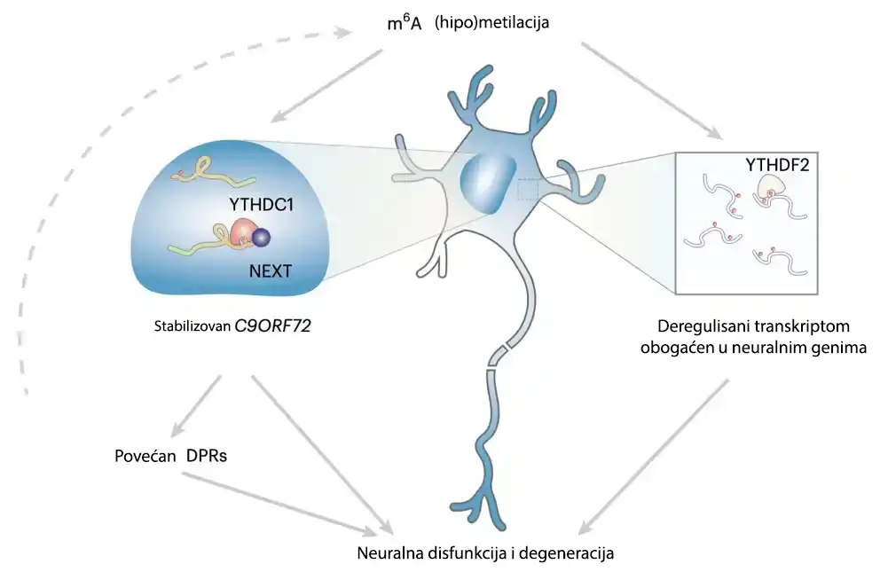 Otkriven novi proces deregulacije RNK koji doprinosi neurodegeneraciji