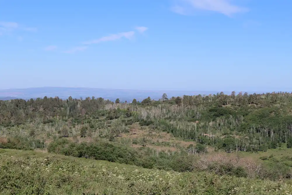 Šuma se može prilagoditi klimatskim promenama, ali ne dovoljno brzo