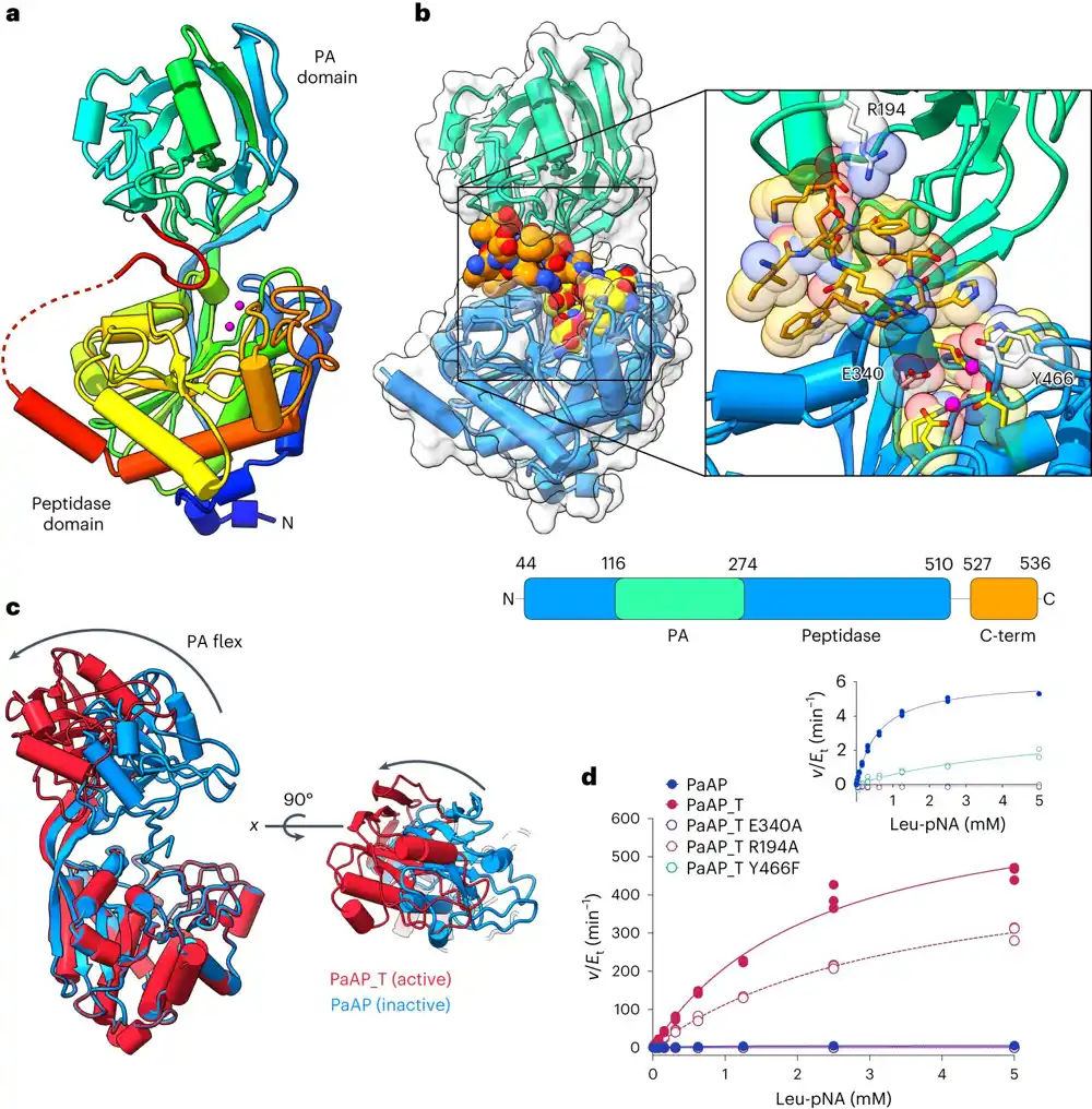 Tim razvija peptide za borbu protiv bakterijskog biofilma