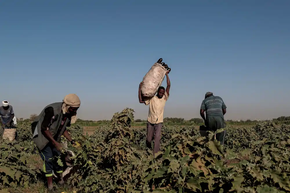 Borbe u Sudanu ostavljaju poljoprivrednike da se bore da zasade useve