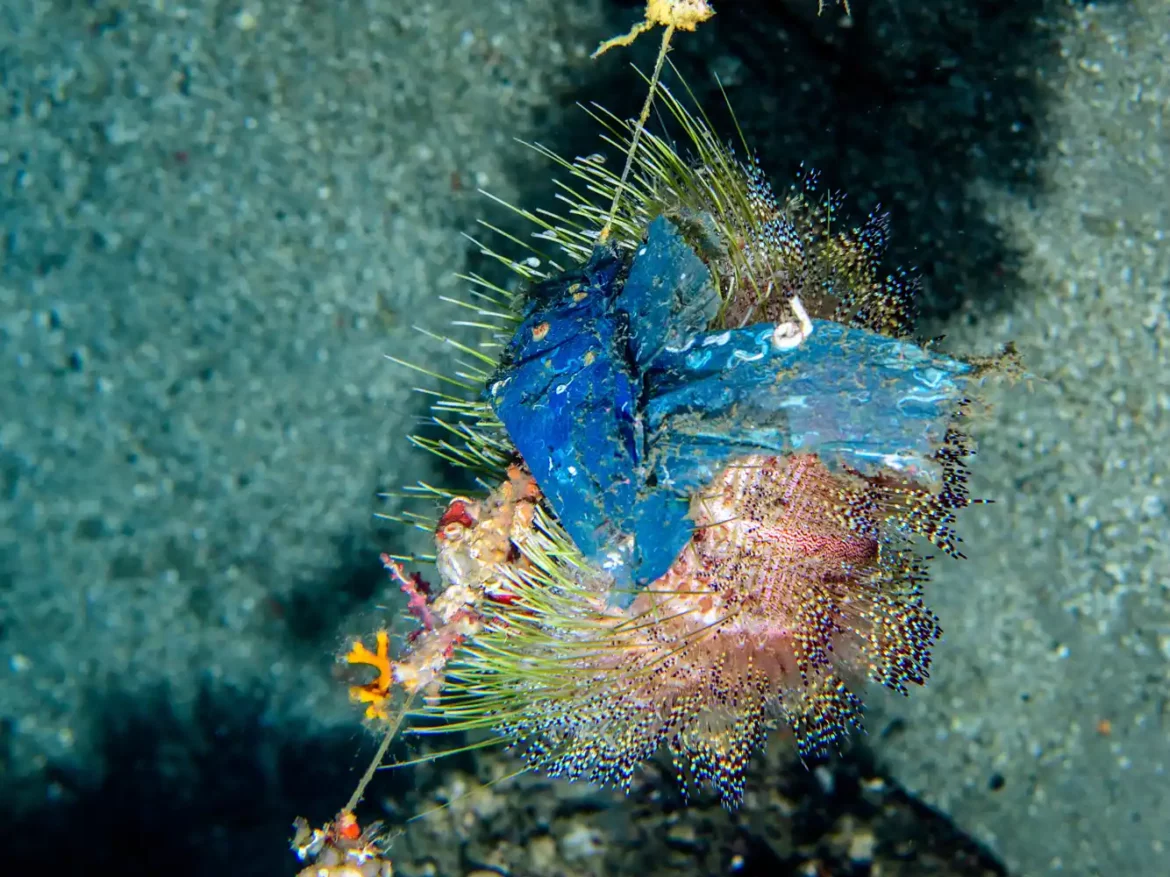 Zagađenje plastikom na koralnim grebenima raste sa dubinom i uglavnom dolazi od ribolovnih aktivnosti