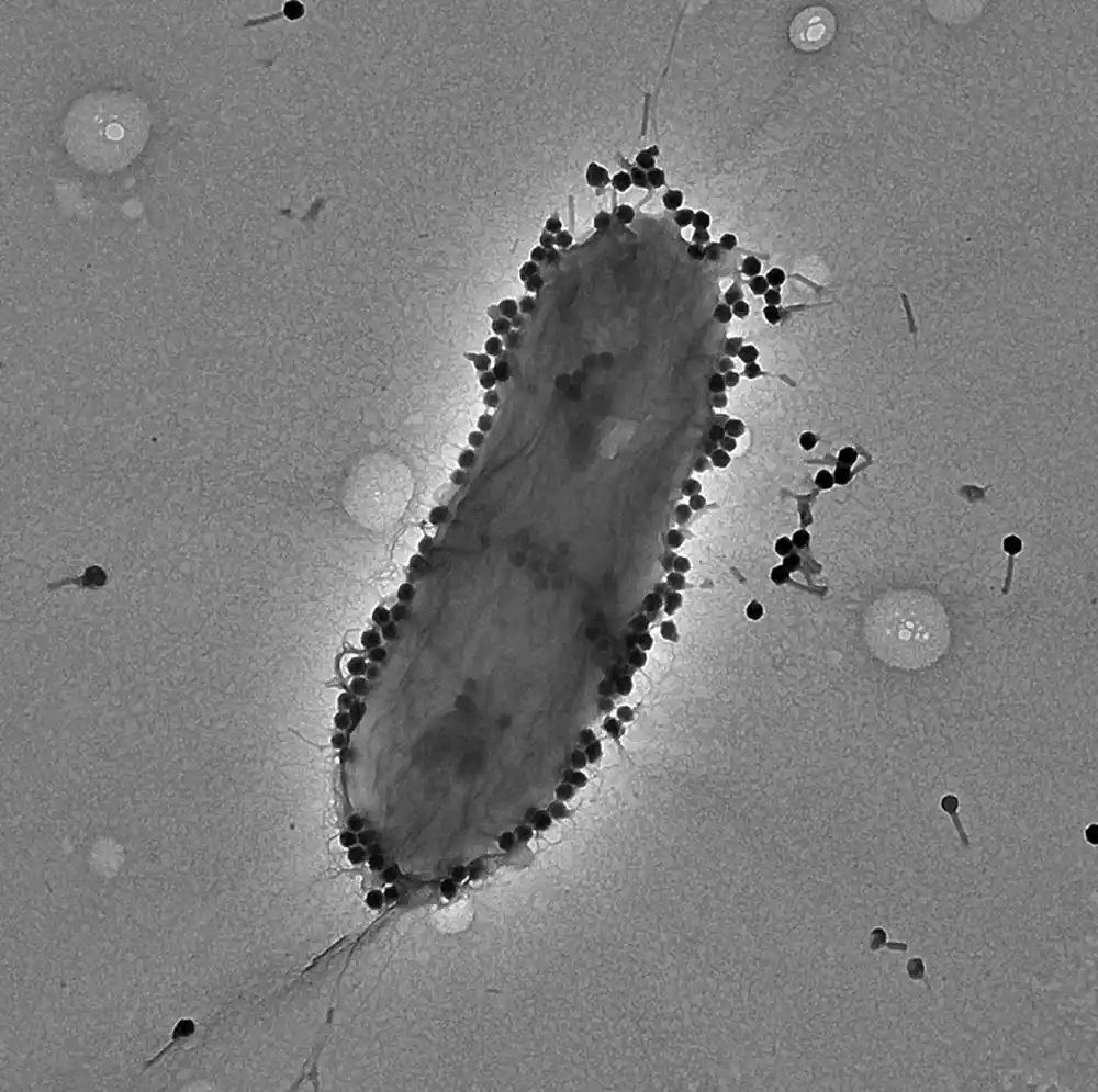 Antibakterijski virus lečio je infekcije otporne na antibiotike sa stopom uspeha od 86,6%