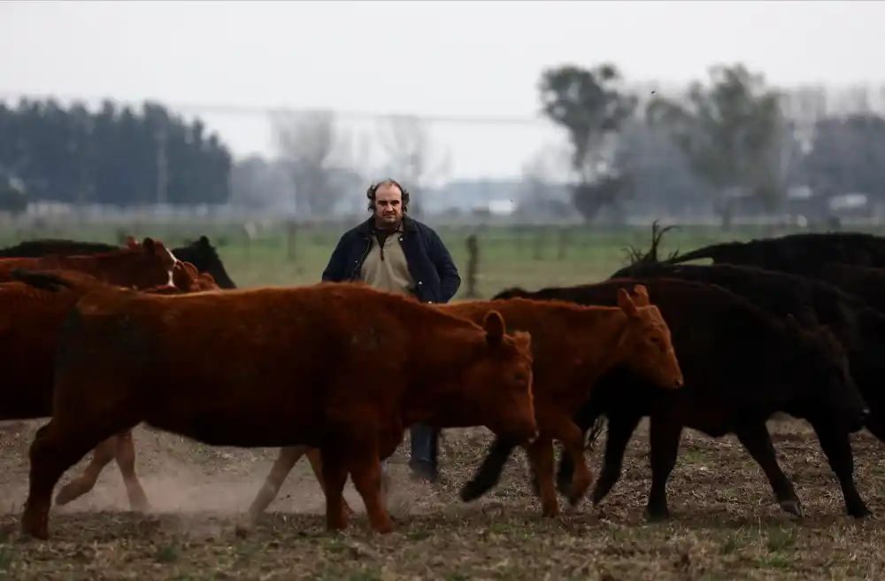 Argentinski farmeri podržavaju konzervativce na izborima, nadajući se slobodnijim tržištima