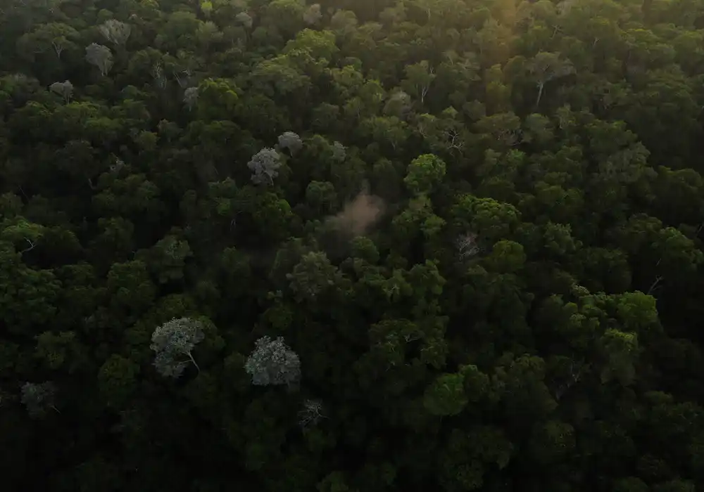 Brazil traži da privatni sektor pomogne u pošumljavanju Amazonije